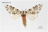 藏品(絡毒蛾)的圖片